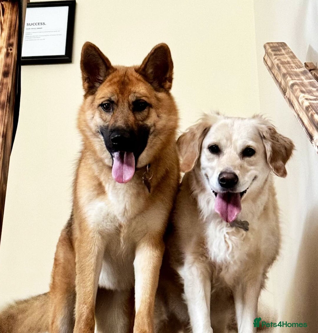 Mixed Breed dogs for sale: Shepherd x Akita - Image 4