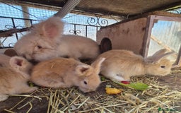 Angora rabbits for sale: Gorgeous Pedigree Full Faced Angora  - Image 22