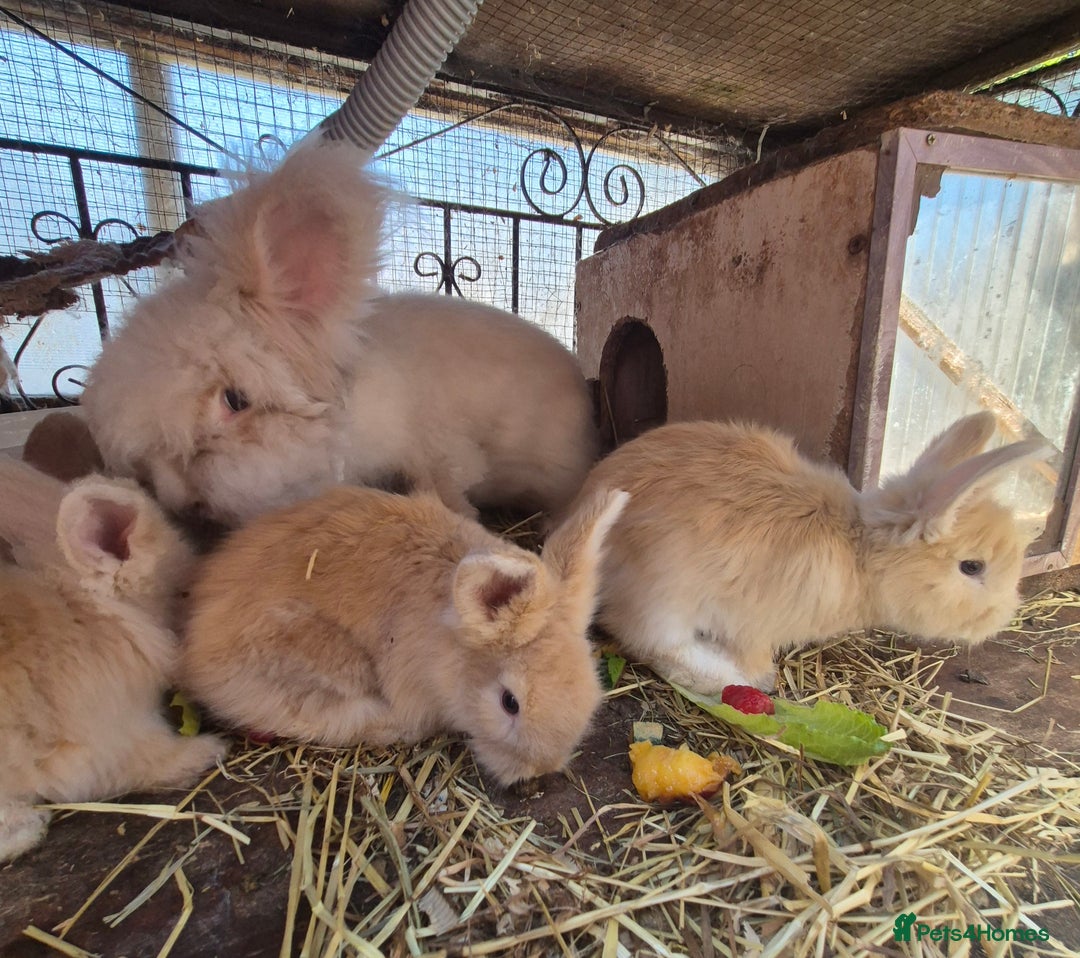 Angora rabbits for sale: Gorgeous Pedigree Full Faced Angora  - Image 22