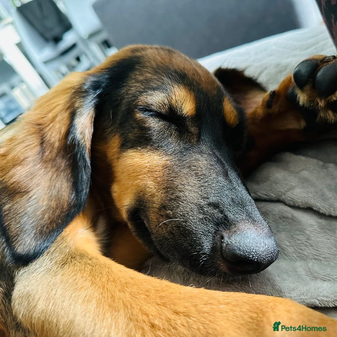 Mixed Breed dogs for adoption: Clover (Shepherd/Hound mix) - Image 5