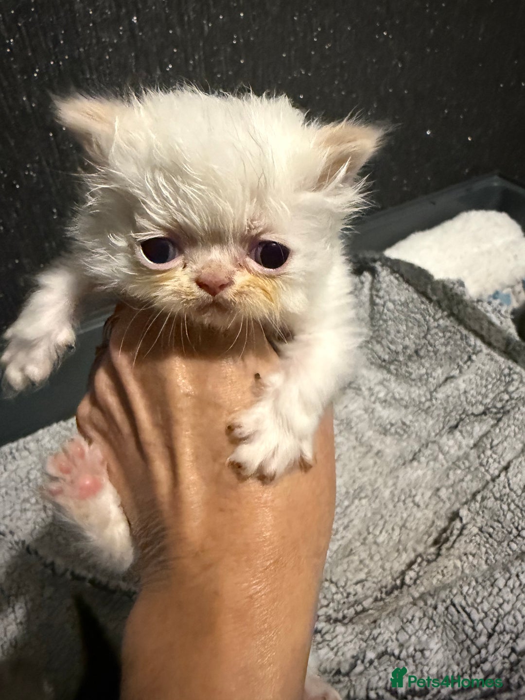 Persian cats for sale: 4 stunning persian kittens  - Image 6