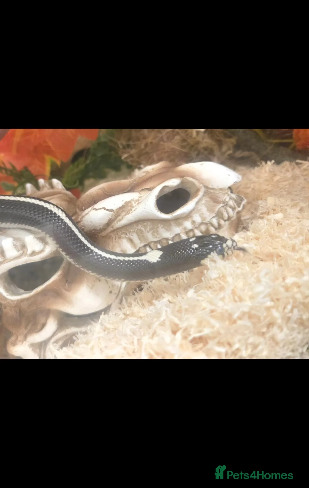 King Snake reptiles for sale: Abberant california kingsnake  in Stirling - Advert 2
