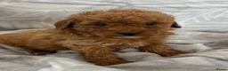 Cockapoo dogs for sale: Beautiful f1B cockapoo Boys  - Advert 7
