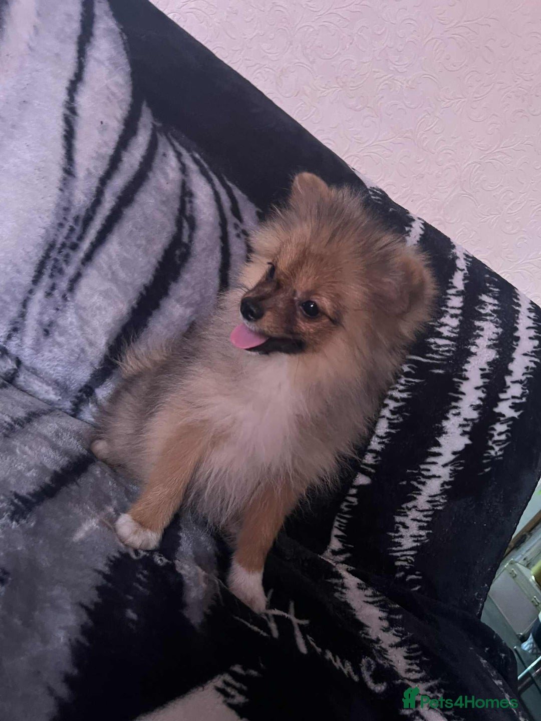 Pomeranian dogs for sale: 4 beautiful Pomeranian's looking for forever home  - Image 15