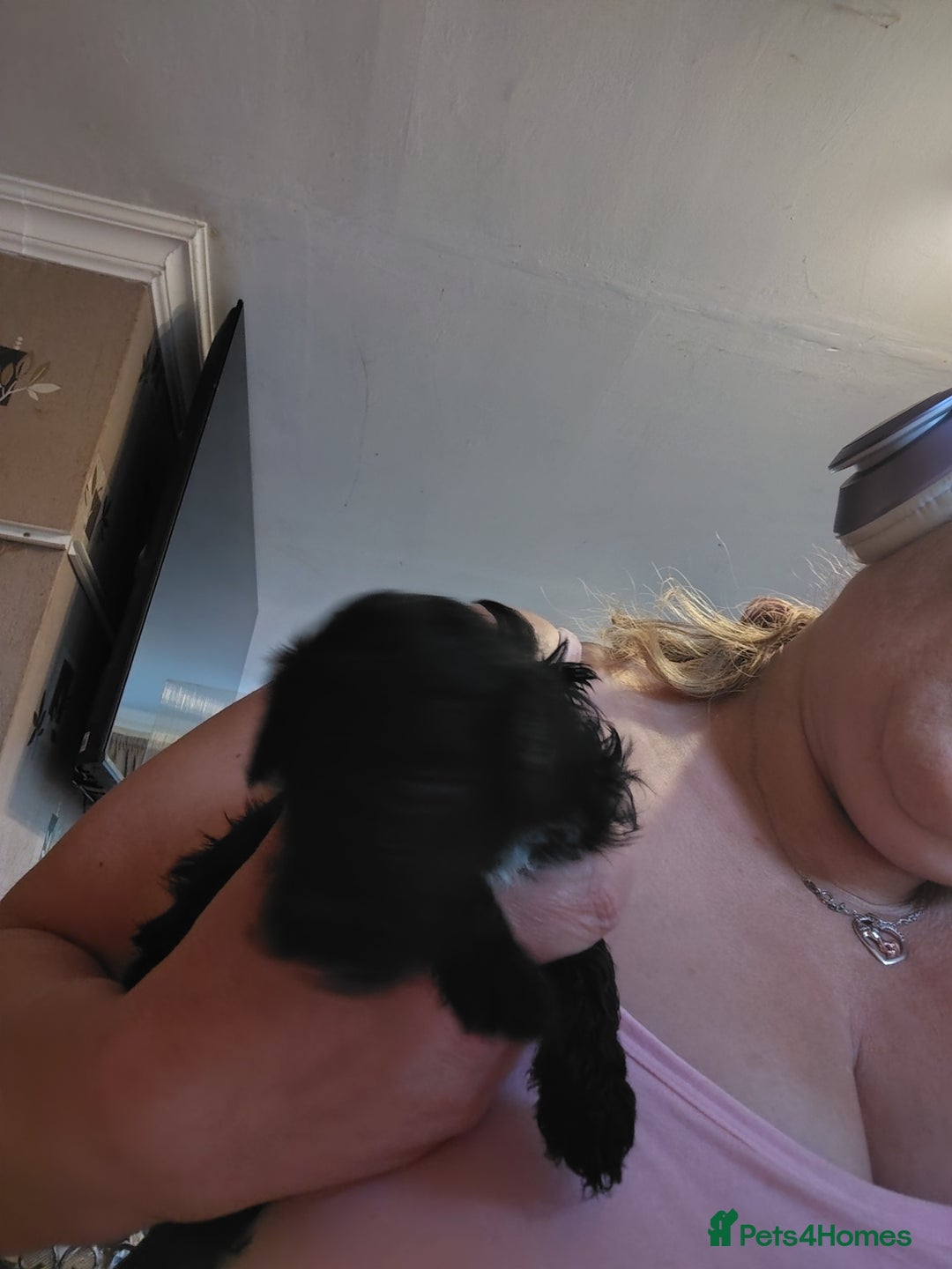 Shihpoo dogs for sale: 3 shihpoo pups  - Image 3
