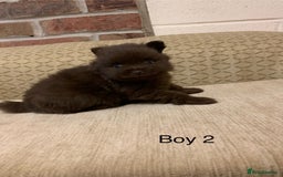Pomeranian dogs for sale: Chocolate Pomeranian boys - Image 5