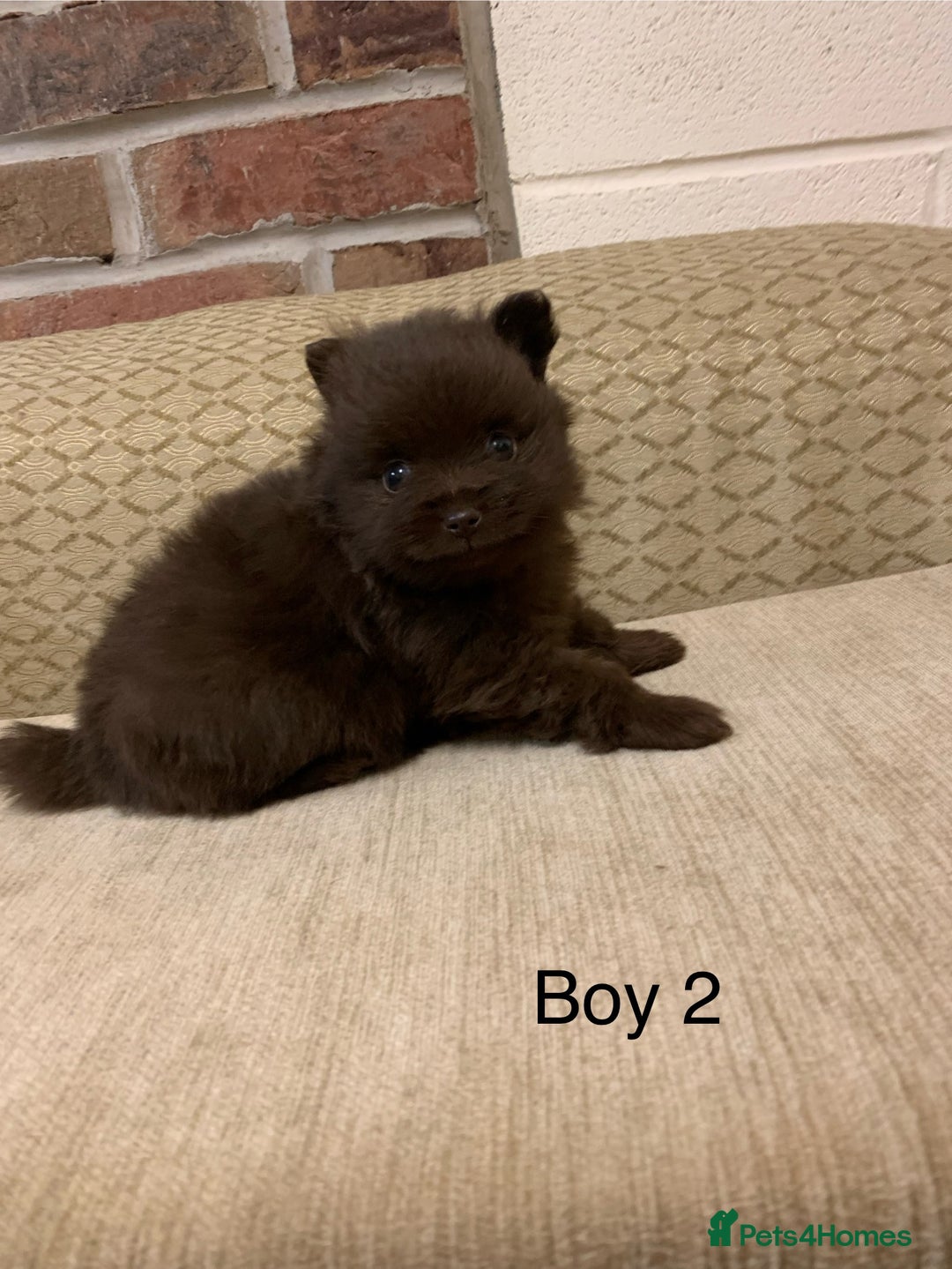Pomeranian dogs for sale: Chocolate Pomeranian boys - Image 5