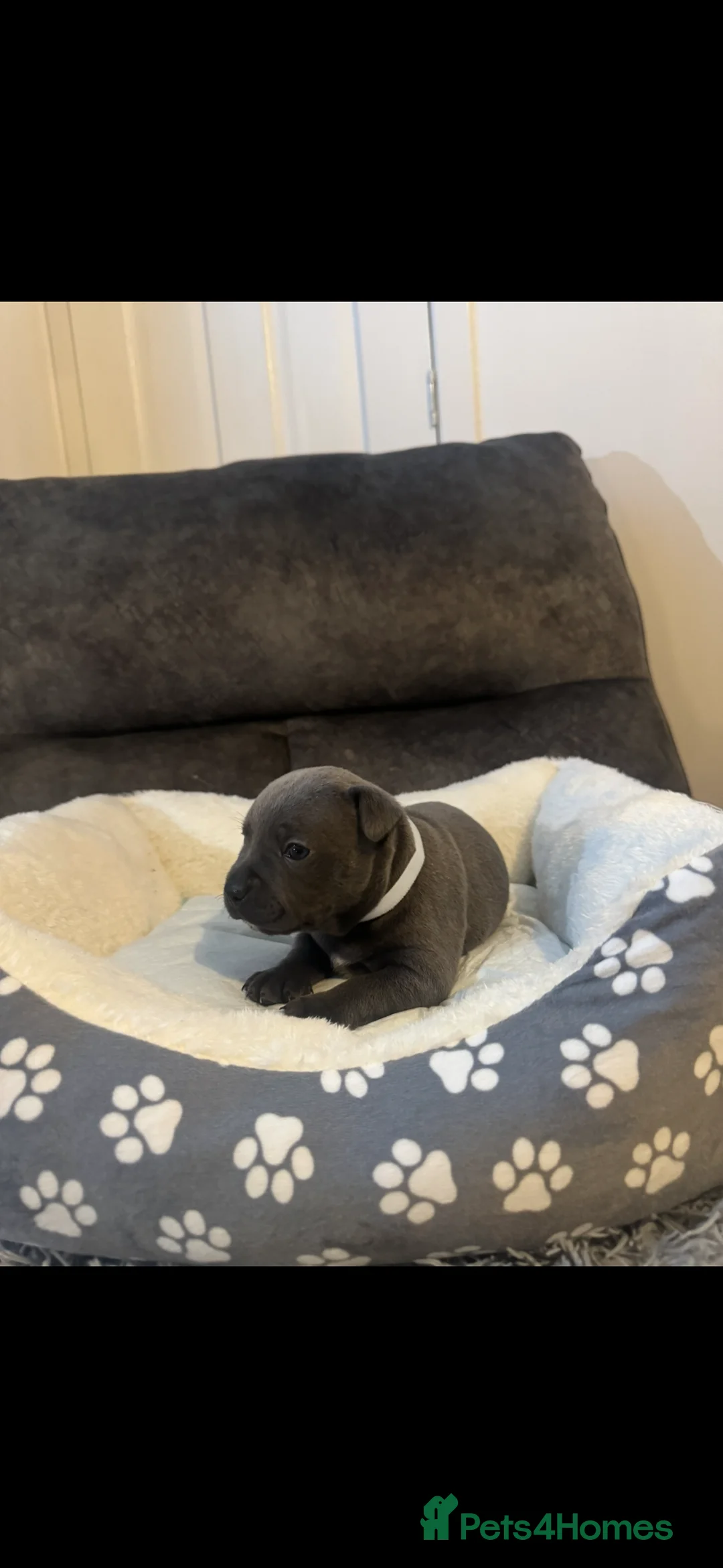 Staffordshire Bull Terrier dogs for sale: Staff puppies  - Advert 15