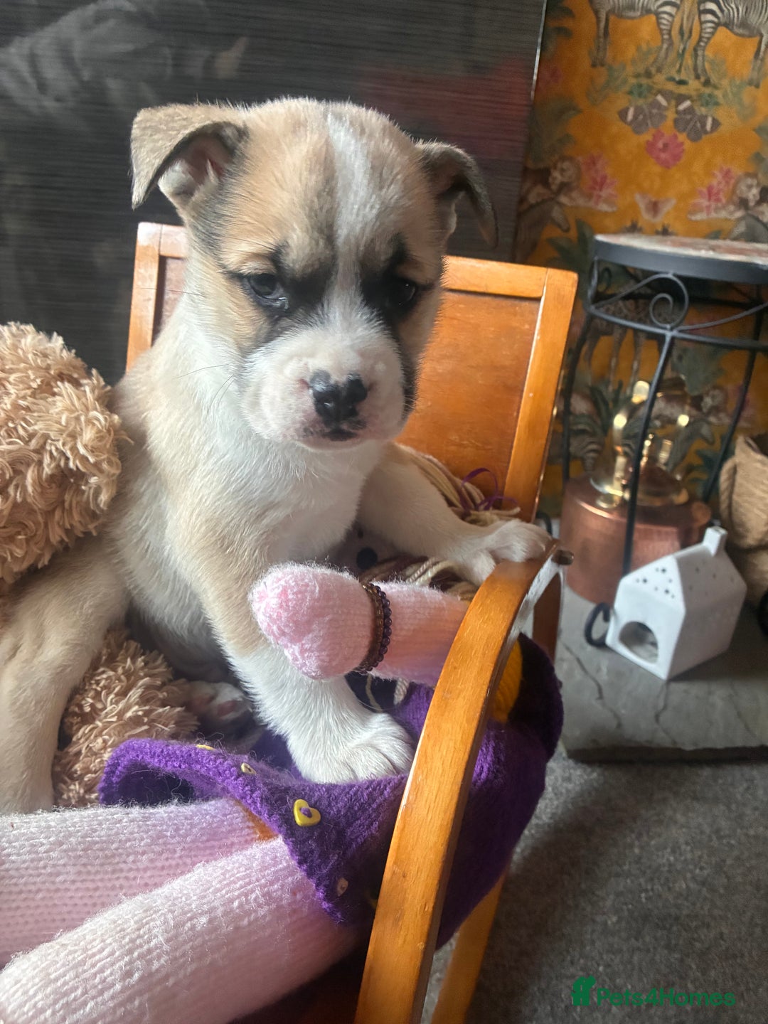 Mixed Breed dogs for sale: Bullimute rare breed ready now  - Advert 10