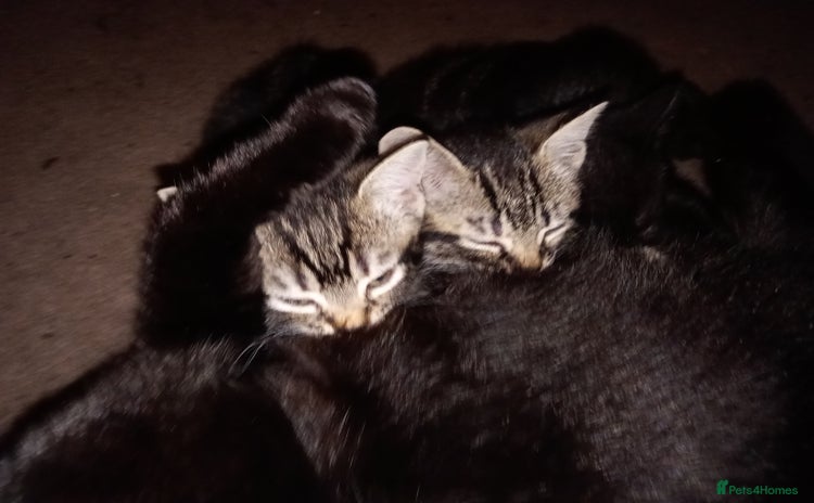 Mixed Breed cats - Advert 4