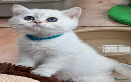 British Shorthair cats for sale: Champion sired Golden Colourpoint Kittens  - Image 10