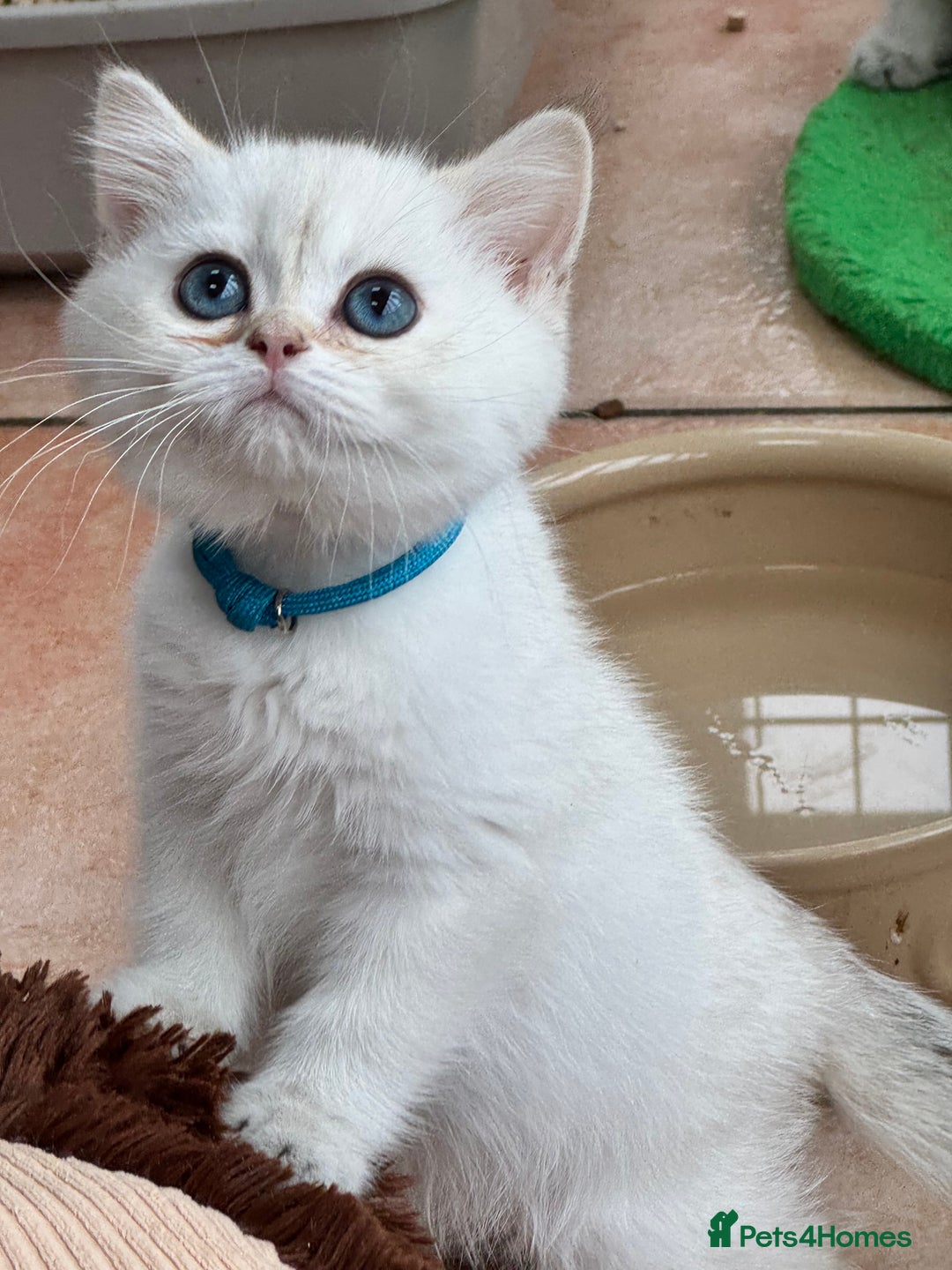 British Shorthair cats for sale: Champion sired Golden Colourpoint Kittens  - Image 10