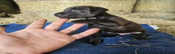 Patterdale Terrier dogs for sale: Patterdale Terriers  - Advert 15