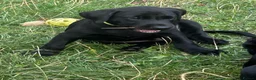 Labrador Retriever dogs for sale: 6th Generation KC Pedigree Labrador Retriever  - Advert 12