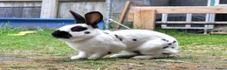 English Spot rabbits for sale: English Spot Bonded Pair - Advert 3