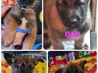 Belgian Shepherd Dog dogs Belgian malinois - Advert 5