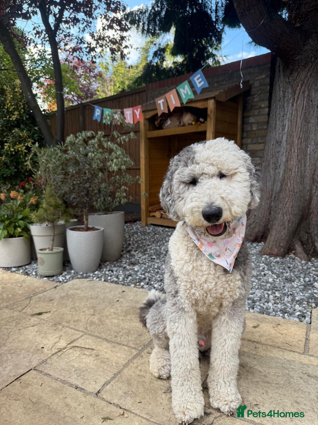 Sheepadoodle dogs for sale: Sheepadoodle puppies F1 - Image 11