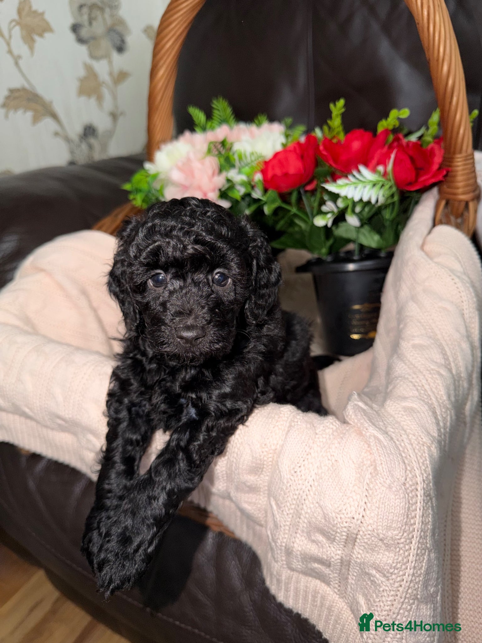 Toy Poodle dogs KC REG Gorgeous Deep Red Toy Poodle Pups😍🐶 - Advert 10
