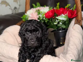 Toy Poodle dogs KC REG Gorgeous Deep Red Toy Poodle Pups😍🐶 - Advert 10