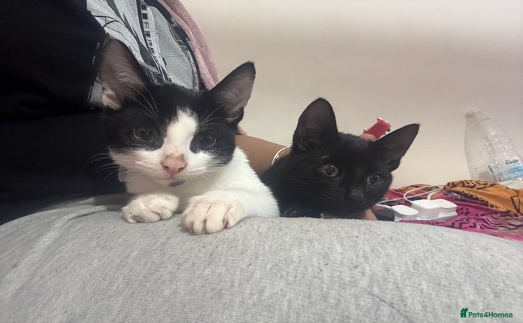 Bombay cats - Advert 2