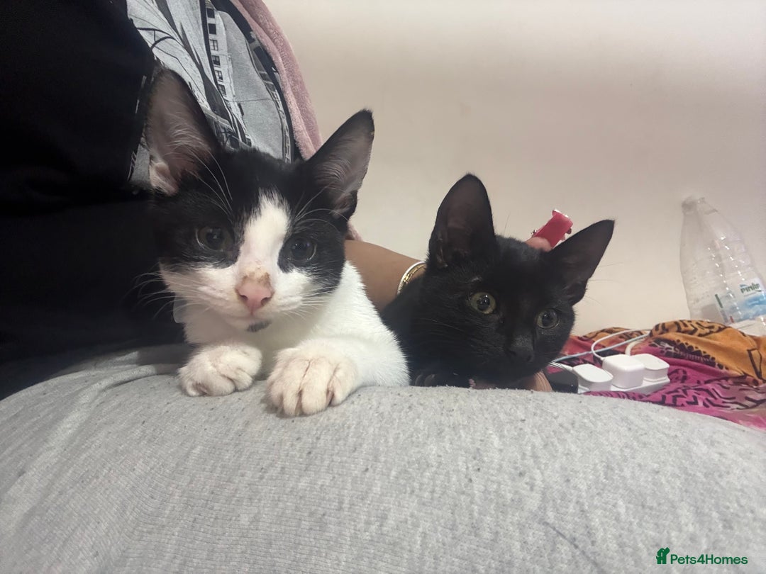 Bombay cats for sale: Brothers in need of home ASAP!! - Image 1