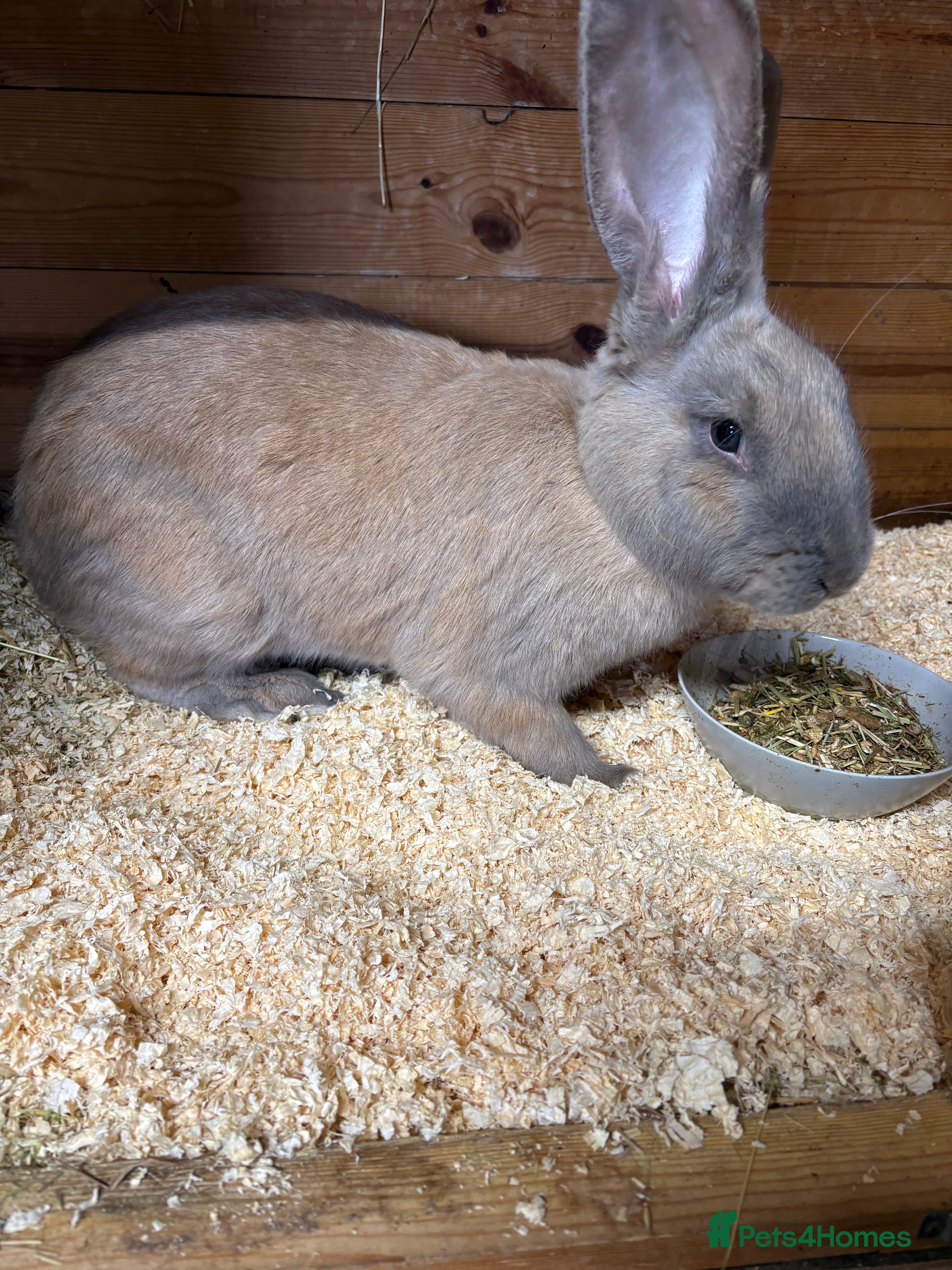 Continental Giant rabbits Honey the continental giant - Advert 13