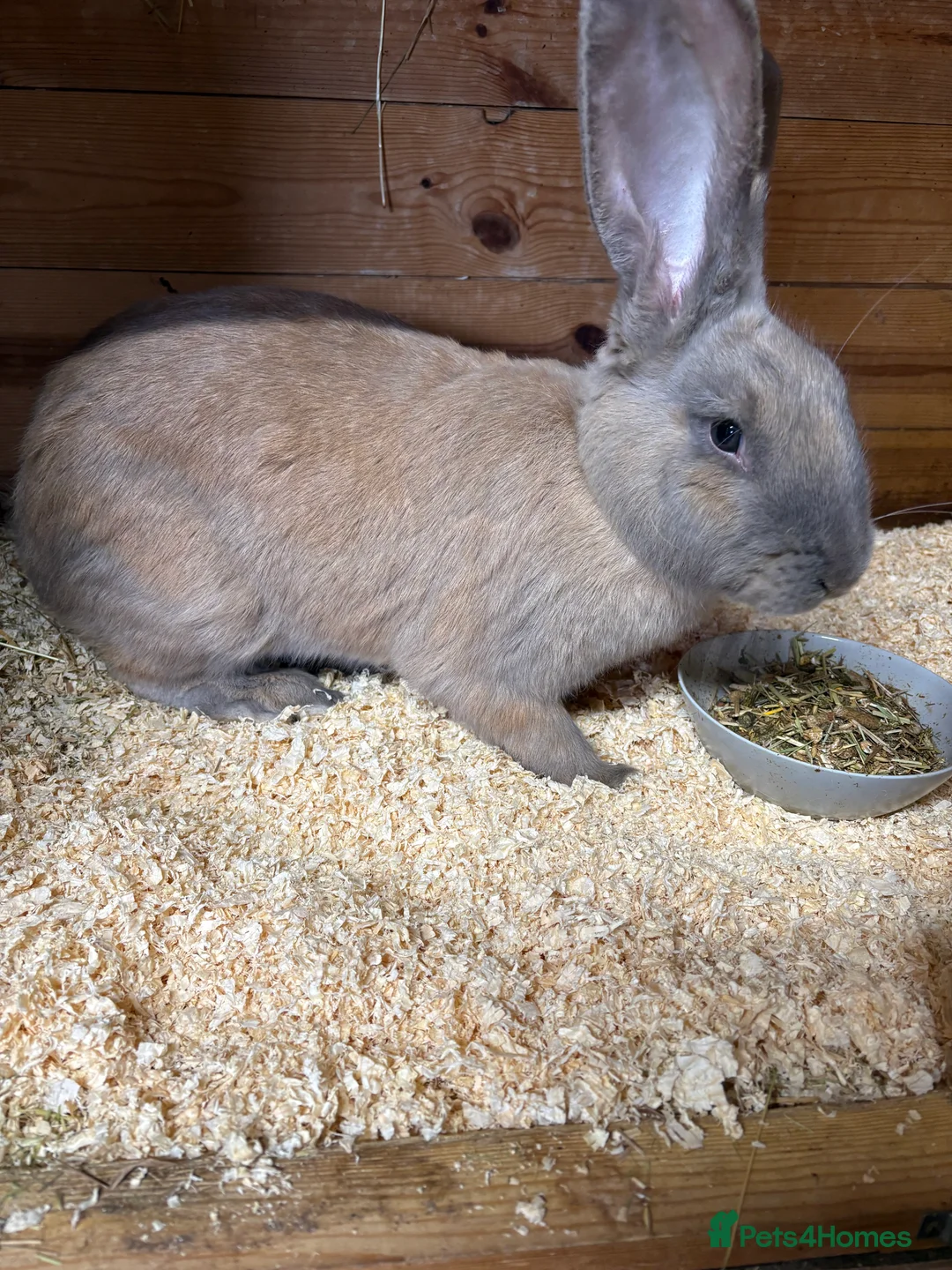 Continental Giant rabbits for sale: Honey the continental giant - Advert 1