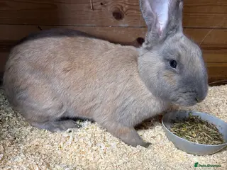 Continental Giant rabbits Honey the continental giant - Advert 5