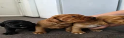 Cocker Spaniel dogs for sale: Cocker spaniel puppies - Advert 8