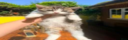 British Shorthair cats for sale: Stunning British Shorthair Kittens Ready Now! - Advert 11