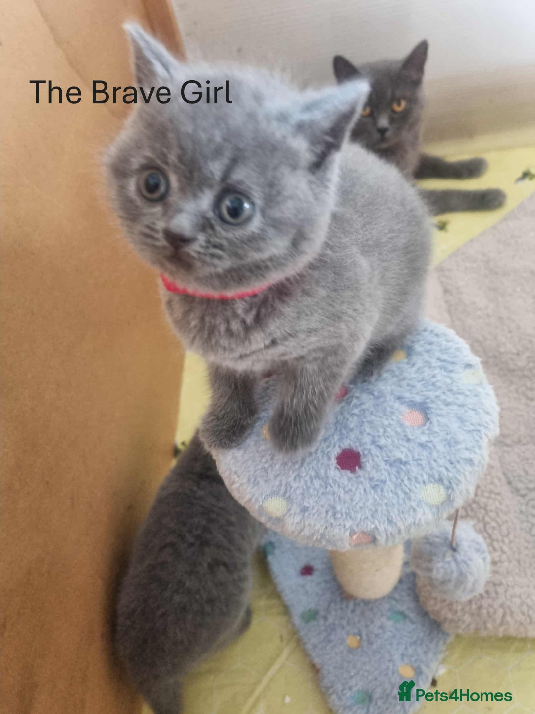 British Shorthair cats for sale: 🐾Beautiful British Shorthair Kittens 🐾 - Image 6