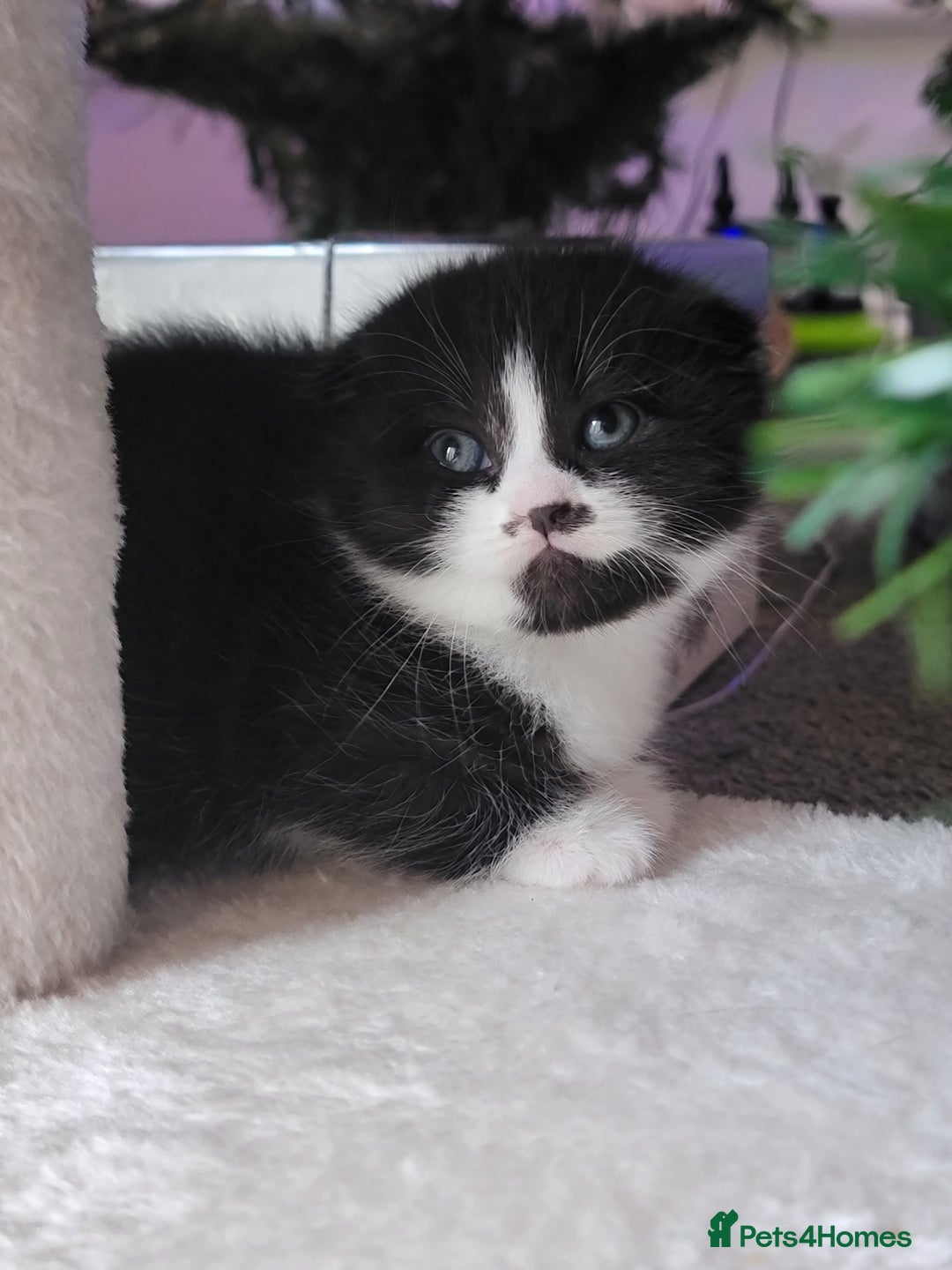 Scottish Fold cats for sale: Scottish fold - Advert 34