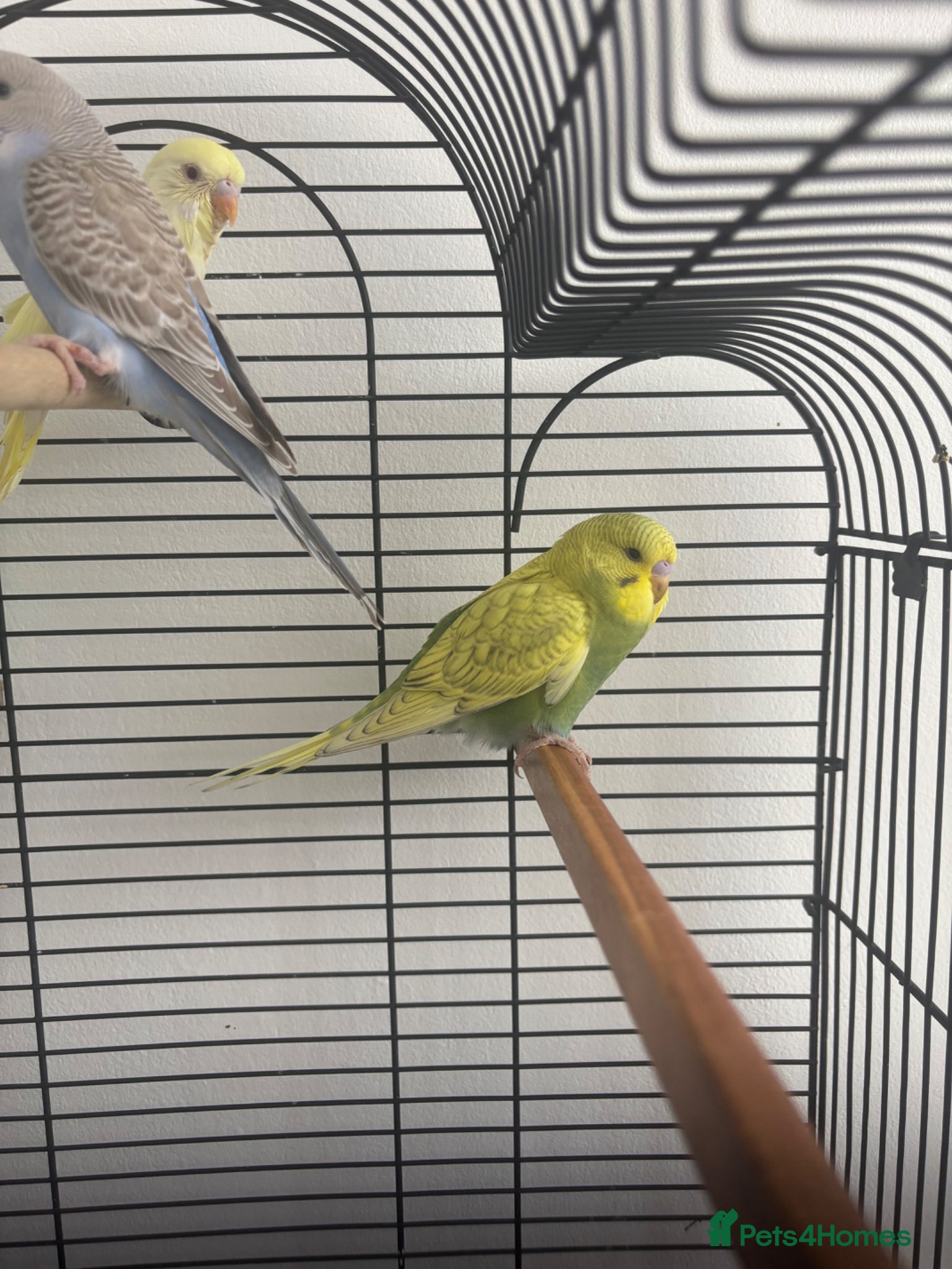 Budgerigars birds Budgerigar - Advert 2