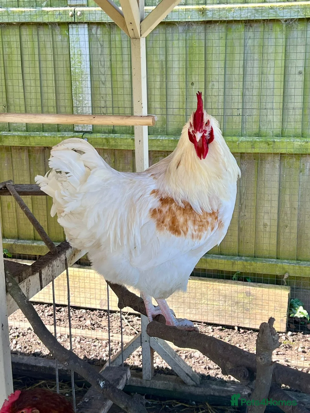 Chickens poultry for sale: Cockerel with blue egg gene  in Wisbech - Advert 2