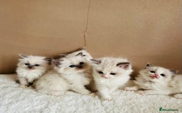 Ragdoll cats for sale: GCCF registered ragdoll kittens - Image 4