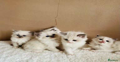 Ragdoll cats - Advert 15