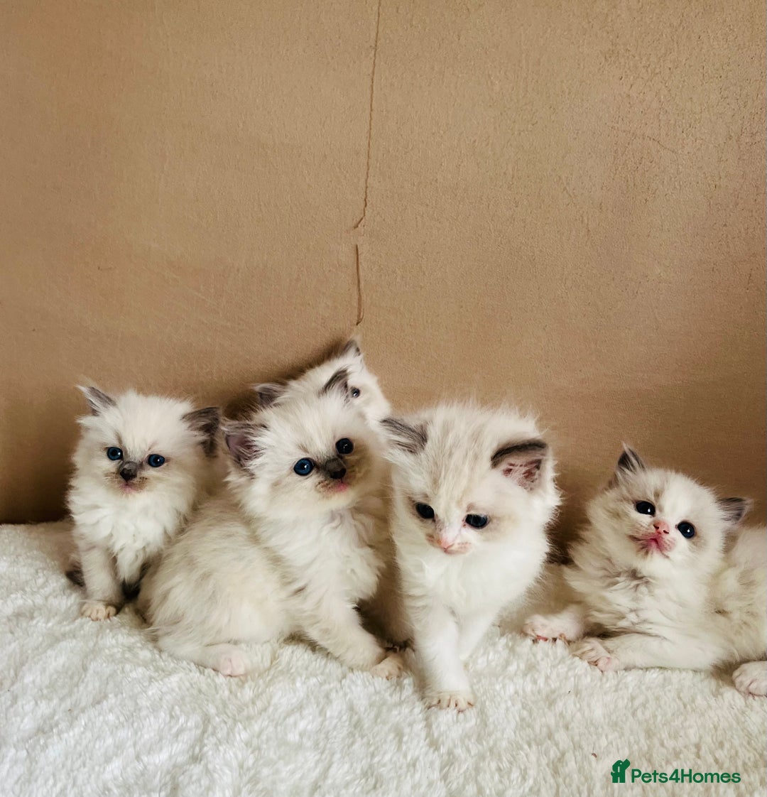Ragdoll cats for sale: GCCF registered ragdoll kittens - Image 4