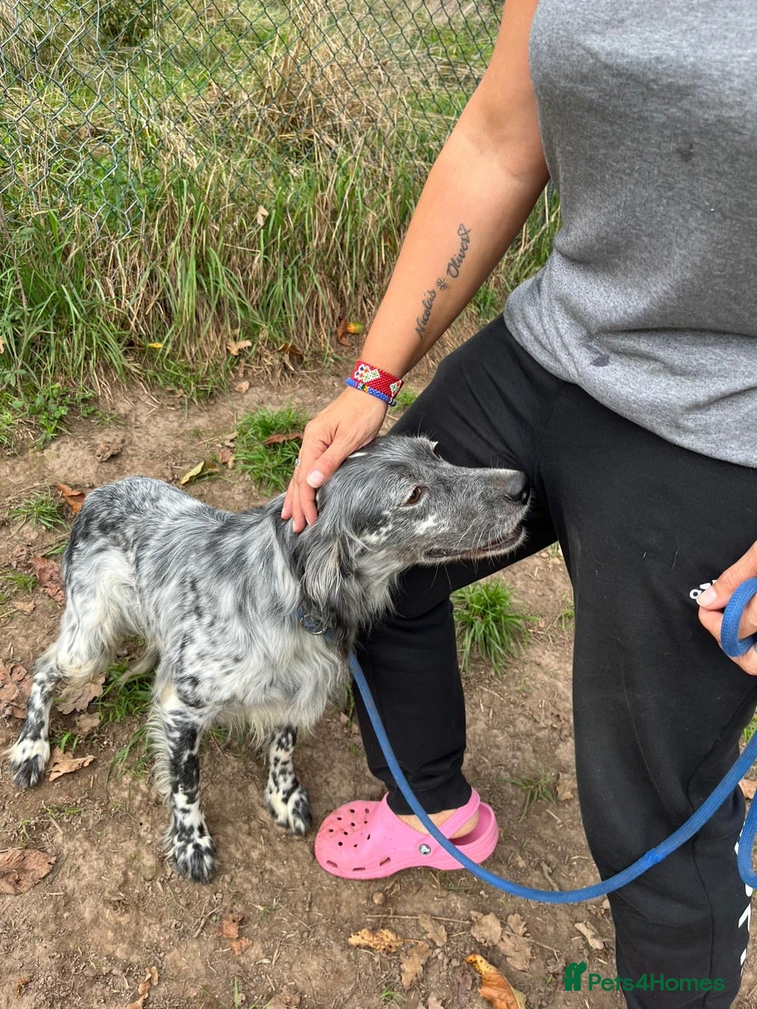 English Setter dogs for adoption: Cata  - Image 4
