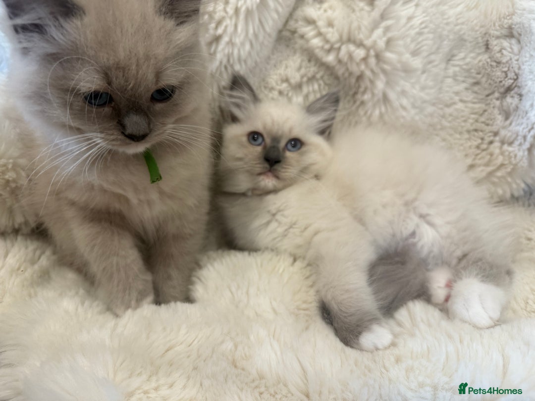 Ragdoll cats for sale: Stunning mink Ragdoll baby! 🩶🐱🩶 - Image 21