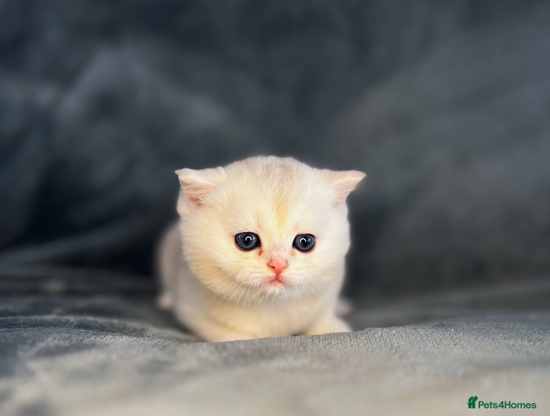 British Shorthair cats for sale: Gorgeous Golden Silver British Shorthair Kitten - Advert 6