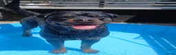 Rottweiler dogs for sale: 2 year old Rottweiler male, Rambo - Advert 3