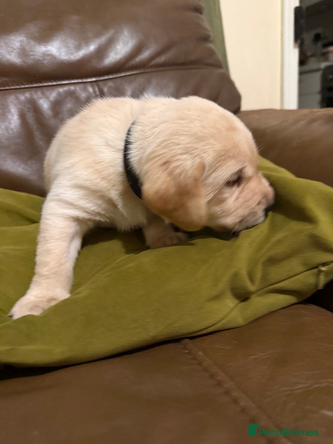 Labrador Retriever dogs for sale: Labrador puppies - Advert 6
