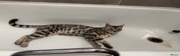 Bengal cats for stud: Juicy Jax ready for stud  - Advert 4