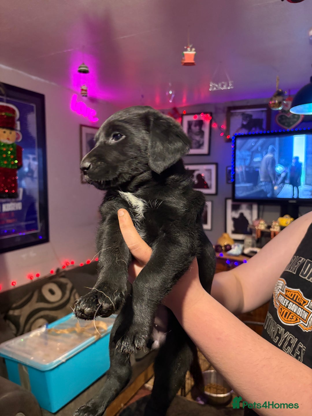 Labrador Retriever dogs for sale: Labrador girl’s ready now  - Advert 12