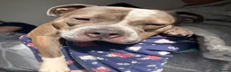 Mixed Breed dogs for sale: Female staffy cross  in Halifax - Advert 3