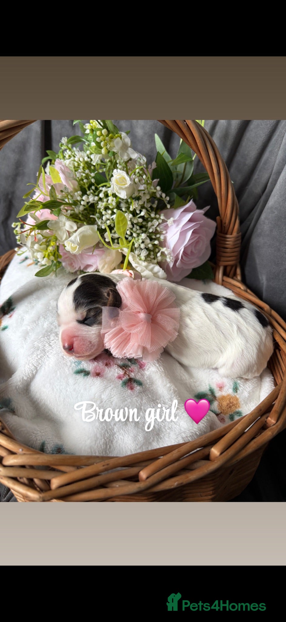 Cocker Spaniel dogs ✨🐾 EXQUISITE WORKING COCKER SPANIEL PUPPIES 🐾✨ - Advert 2