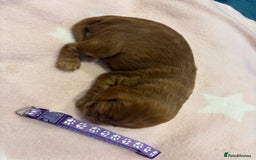 Cocker Spaniel dogs for sale: KC Registered Cocker Spaniel Puppies  - Image 3