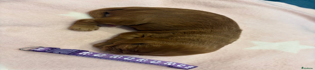  Puppy 2 - Purple Collar