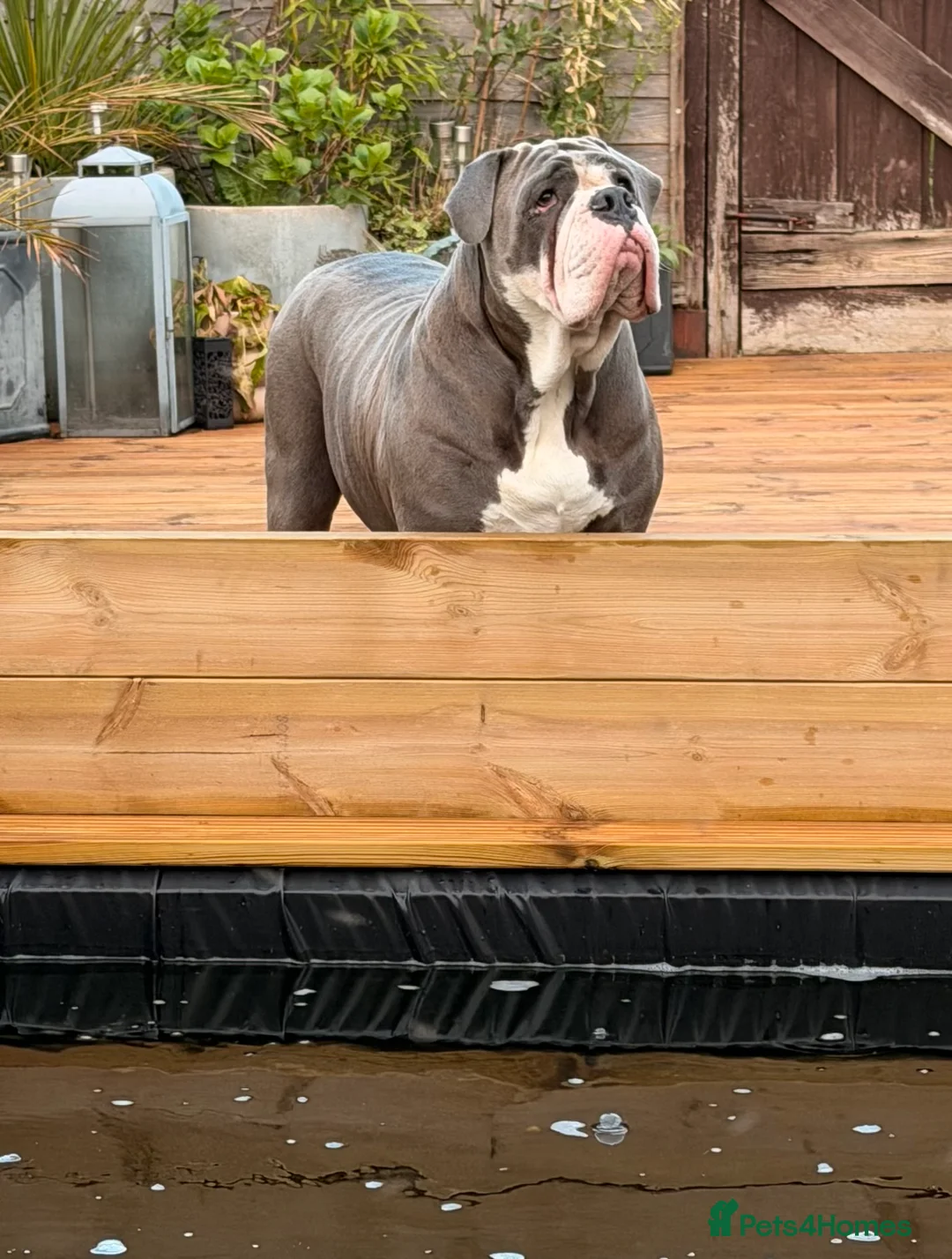 Olde English Bulldogge dogs for stud: Stud male - Advert 2