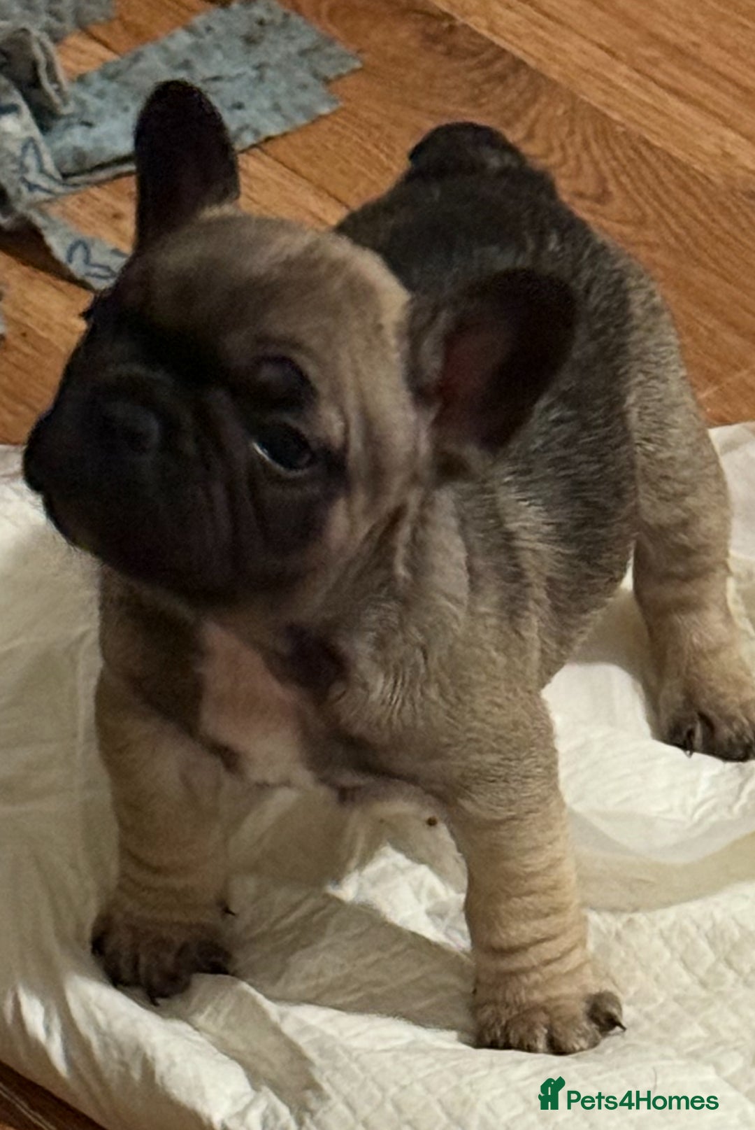 French Bulldog dogs for sale: 2 female French bulldog - ready soon  - Image 3